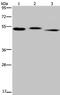 Hyaluronidase 3 antibody, PA5-50427, Invitrogen Antibodies, Western Blot image 