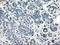 Isocitrate Dehydrogenase (NADP(+)) 1, Cytosolic antibody, LS-C114706, Lifespan Biosciences, Immunohistochemistry frozen image 