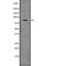 Minichromosome Maintenance Complex Component 5 antibody, abx147070, Abbexa, Western Blot image 