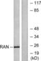RAN, Member RAS Oncogene Family antibody, LS-B7616, Lifespan Biosciences, Western Blot image 