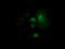 Rho Family GTPase 1 antibody, TA501691, Origene, Immunofluorescence image 