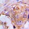 Apoptotic Peptidase Activating Factor 1 antibody, LS-C351827, Lifespan Biosciences, Immunohistochemistry frozen image 