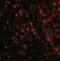 Mitochondrial Antiviral Signaling Protein antibody, NBP1-76768, Novus Biologicals, Immunofluorescence image 