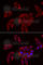 Purinergic Receptor P2X 4 antibody, A6682, ABclonal Technology, Immunofluorescence image 