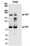 Factor Interacting With PAPOLA And CPSF1 antibody, NBP2-37699, Novus Biologicals, Immunoprecipitation image 