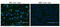 Programmed Cell Death 1 antibody, LS-C796946, Lifespan Biosciences, Immunofluorescence image 