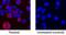 Interleukin 17F antibody, AF2057, R&D Systems, Immunofluorescence image 