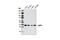 LIM And SH3 Protein 1 antibody, 8636S, Cell Signaling Technology, Western Blot image 