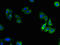 Vomeronasal 1 Receptor 5 (Gene/Pseudogene) antibody, LS-C398886, Lifespan Biosciences, Immunofluorescence image 