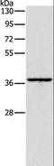 Apolipoprotein L2 antibody, LS-B15316, Lifespan Biosciences, Western Blot image 