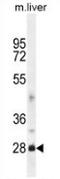 DNAJB8 antibody, AP51289PU-N, Origene, Western Blot image 