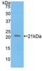 Fibrillin 1 antibody, LS-C372552, Lifespan Biosciences, Western Blot image 