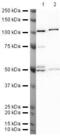 STAM-binding protein antibody, PA5-19799, Invitrogen Antibodies, Western Blot image 