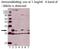 Caspase 3 antibody, 11024-50, QED Bioscience, Western Blot image 