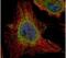Epoxide Hydrolase 1 antibody, PA5-22082, Invitrogen Antibodies, Immunofluorescence image 