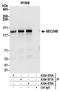 SEC24 Homolog B, COPII Coat Complex Component antibody, A304-878A, Bethyl Labs, Immunoprecipitation image 