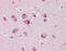 Sortilin-related receptor antibody, 49-059, ProSci, Immunohistochemistry frozen image 