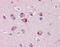 Sortilin Related Receptor 1 antibody, 49-059, ProSci, Immunohistochemistry frozen image 