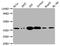 Thymidylate Synthetase antibody, CSB-RA584889A0HU, Cusabio, Western Blot image 