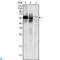 Glucose-6-Phosphate Isomerase antibody, LS-C812629, Lifespan Biosciences, Western Blot image 