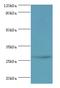 Cysteine Rich Secretory Protein 2 antibody, MBS1493985, MyBioSource, Western Blot image 