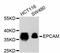 Epithelial Cell Adhesion Molecule antibody, STJ112865, St John