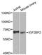 VICKZ family member 2 antibody, A2749, ABclonal Technology, Western Blot image 