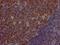 POU Class 2 Homeobox Associating Factor 1 antibody, CSB-RA280291A0HU, Cusabio, Immunohistochemistry paraffin image 