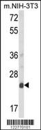 Derlin 1 antibody, MBS9208166, MyBioSource, Western Blot image 