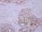 Sec1 family domain-containing protein 1 antibody, NBP2-20268, Novus Biologicals, Immunohistochemistry paraffin image 