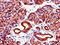 Tyrosine 3-Monooxygenase/Tryptophan 5-Monooxygenase Activation Protein Zeta antibody, CSB-PA01459A0Rb, Cusabio, Immunohistochemistry frozen image 