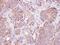 Glutathione S-Transferase Zeta 1 antibody, NBP1-33693, Novus Biologicals, Immunohistochemistry paraffin image 