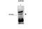 Exophilin 5 antibody, A10143, Boster Biological Technology, Western Blot image 