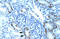 Transcription Factor Like 5 antibody, ARP31500_P050, Aviva Systems Biology, Immunohistochemistry frozen image 