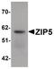 Solute Carrier Family 39 Member 5 antibody, PA5-21070, Invitrogen Antibodies, Western Blot image 