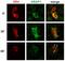 ArfGAP With RhoGAP Domain, Ankyrin Repeat And PH Domain 1 antibody, MA1-19728, Invitrogen Antibodies, Immunofluorescence image 