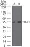 Terminal Nucleotidyltransferase 4A antibody, PA1-41470, Invitrogen Antibodies, Western Blot image 