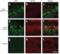 Beta-Secretase 1 antibody, 2253, QED Bioscience, Immunohistochemistry paraffin image 