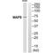 Microtubule Associated Protein 9 antibody, A09639, Boster Biological Technology, Western Blot image 