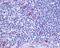 Integral membrane protein GPR137 antibody, orb79851, Biorbyt, Immunohistochemistry paraffin image 