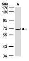 CD224 antibody, PA5-21344, Invitrogen Antibodies, Western Blot image 