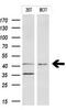 Indoleamine 2,3-Dioxygenase 1 antibody, M01705-3, Boster Biological Technology, Western Blot image 