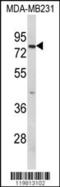 RAN Binding Protein 9 antibody, MBS9206671, MyBioSource, Western Blot image 