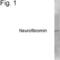 Neurofibromin 1 antibody, MA1-084, Invitrogen Antibodies, Western Blot image 