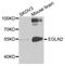Egl-9 Family Hypoxia Inducible Factor 2 antibody, orb137029, Biorbyt, Western Blot image 