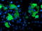 LIM Domain Kinase 1 antibody, LS-C173129, Lifespan Biosciences, Immunofluorescence image 