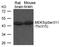Mitogen-Activated Protein Kinase Kinase 5 antibody, 79-516, ProSci, Western Blot image 