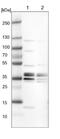 V-type proton ATPase subunit E 1 antibody, NBP2-14335, Novus Biologicals, Western Blot image 