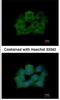 ABR Activator Of RhoGEF And GTPase antibody, NBP1-30981, Novus Biologicals, Immunocytochemistry image 