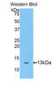 Involucrin antibody, LS-C297146, Lifespan Biosciences, Western Blot image 